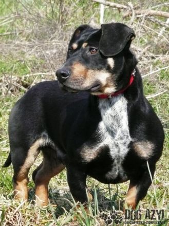 Name: Eliot Aufenthaltsort: Tierheim Slowakei Dort seit