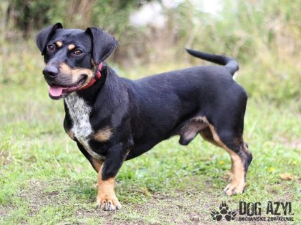 Name: Eliot Aufenthaltsort: Tierheim Slowakei Dort seit