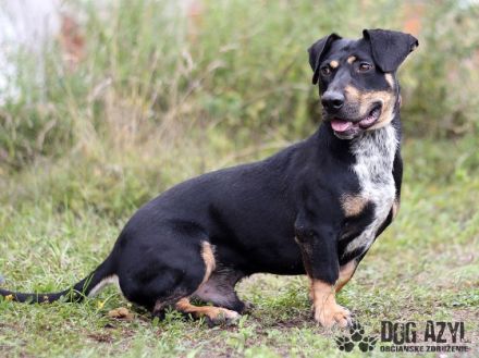 Name: Eliot Aufenthaltsort: Tierheim Slowakei Dort seit