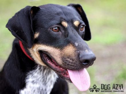 Name: Eliot Aufenthaltsort: Tierheim Slowakei Dort seit