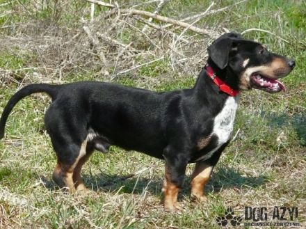 Name: Eliot Aufenthaltsort: Tierheim Slowakei Dort seit