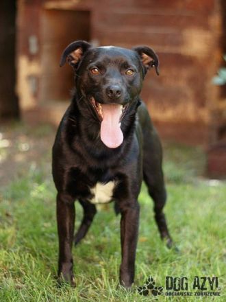 Name: Fredy Aufenthaltsort: Pflegestelle in der