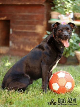 Name: Fredy Aufenthaltsort: Pflegestelle in der