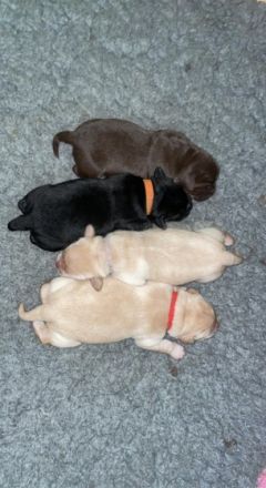 vom Labrador Paradies