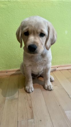 vom Labrador Paradies