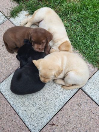 vom Labrador Paradies