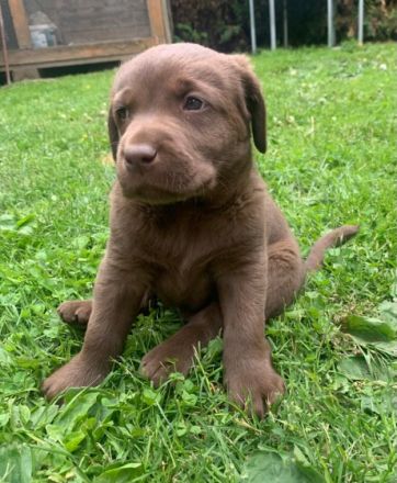 vom Labrador Paradies