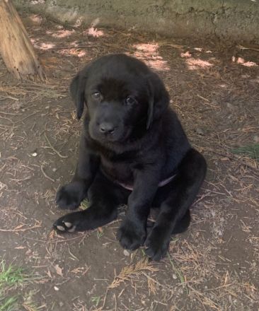 vom Labrador Paradies