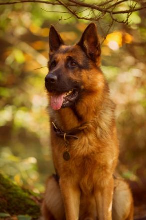 Djago von der Wilhelmswarte