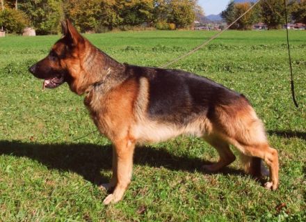 Djago von der Wilhelmswarte