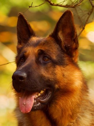 Djago von der Wilhelmswarte