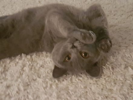 British Kurzhaar Katzenbabys Kitten blau