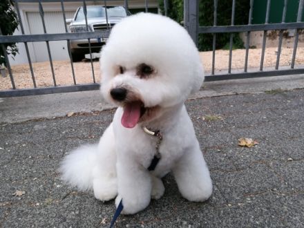 DECKRÜDE  Bichon Frisee