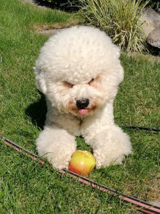 DECKRÜDE  Bichon Frisee