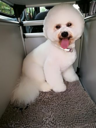 DECKRÜDE  Bichon Frisee