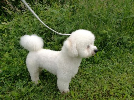 DECKRÜDE  Bichon Frisee