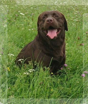 Piece of Joy Ayden vom Fürstenauer Forst