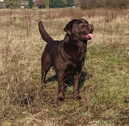 Piece of Joy Ayden vom Fürstenauer Forst