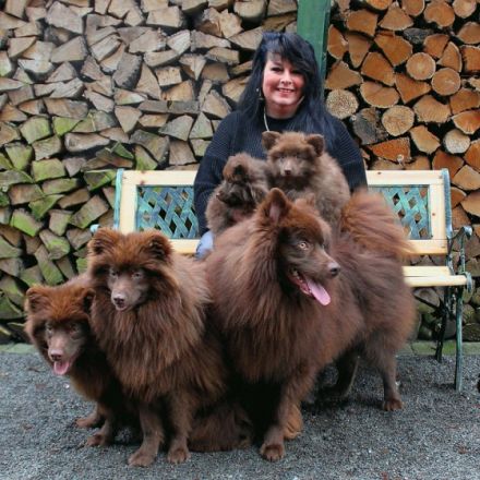 Großspitzrüde Duplo braun von der Arnold´s Eiche