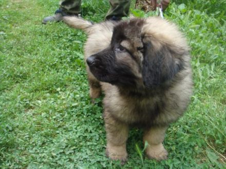 Ich verkaufe eine Hündin von Rasse Sarplaninac, von