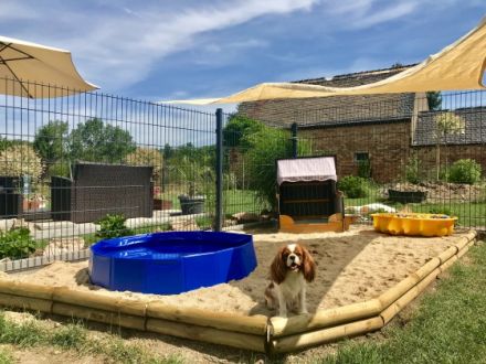 Pension Wunderhund , Hundepension