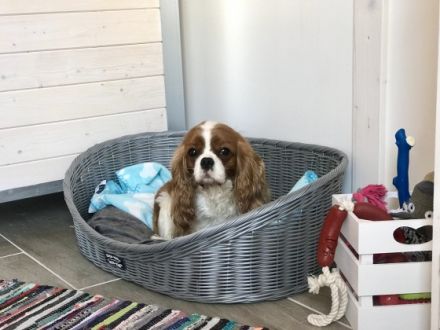 Pension Wunderhund , Hundepension