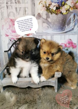 1 Pomeranienhündinwelpe black-tan, 3 Rüdenwelpen blue,
