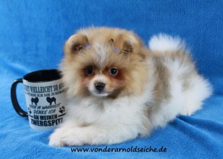 1 Kleinspitzhündinenwelpe bluemerle, 1 Hündinwelpe