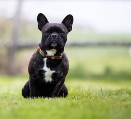 Henry "Bijou Ben vom Hause Steiner" , ein