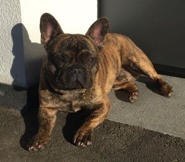 Henry "Bijou Ben vom Hause Steiner" , ein