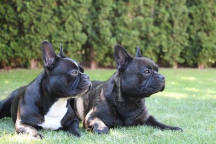 Henry "Bijou Ben vom Hause Steiner" , ein