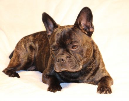 Henry "Bijou Ben vom Hause Steiner" , ein