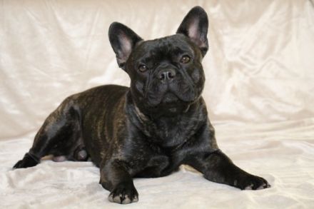 Henry "Bijou Ben vom Hause Steiner" , ein