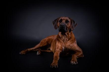 Amani Aziz of Mekanila