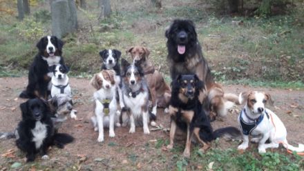 Mobile Hundeschule Laura Klink