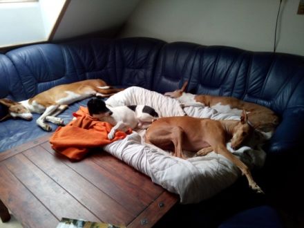 Hundepension Isenhof