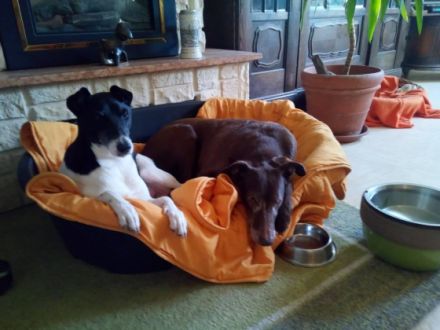 Hundepension Isenhof