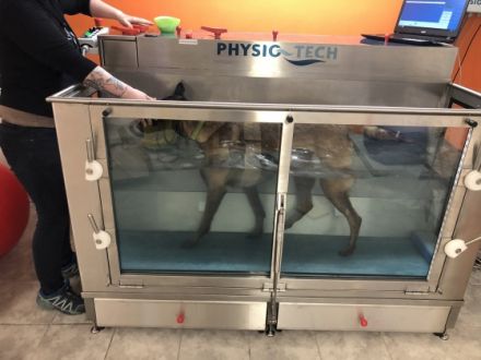 Tierphysiotherapie Kraftvoll auf 4 Pfoten