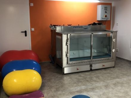 Tierphysiotherapie Kraftvoll auf 4 Pfoten