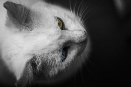 Tierheilpraxis für Katzen