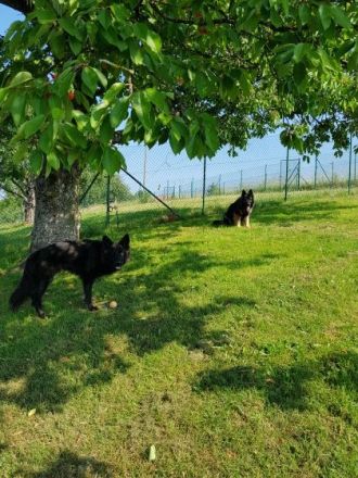 Hundepension Canis Lupus GbR