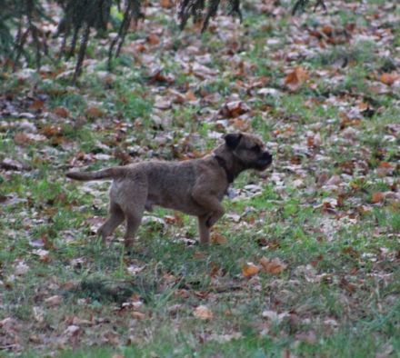 Aran ze Suchdolske piskovny