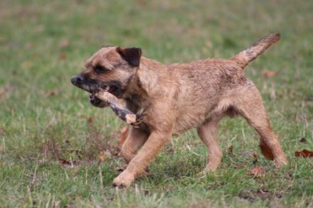 Aran ze Suchdolske piskovny