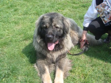 Ich verkaufe Welpen von Sarplaninac Rassenhund aus