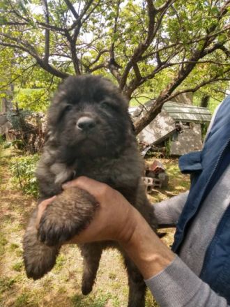 Ich verkaufe Welpen von Sarplaninac Rassenhund aus