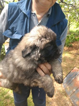 Ich verkaufe Welpen von Sarplaninac Rassenhund aus