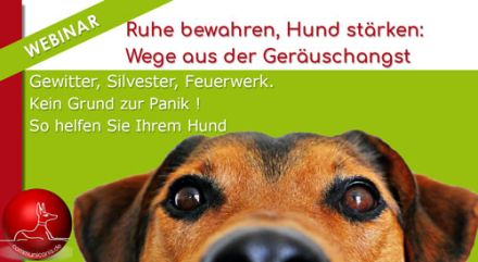 Feuerwerk, Geräusche, Gewitter: kein Grund zur Panik ► 27.12.2024