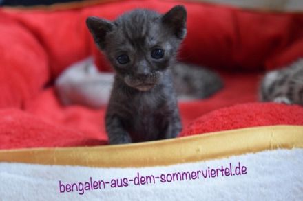 aus dem Sommerviertel