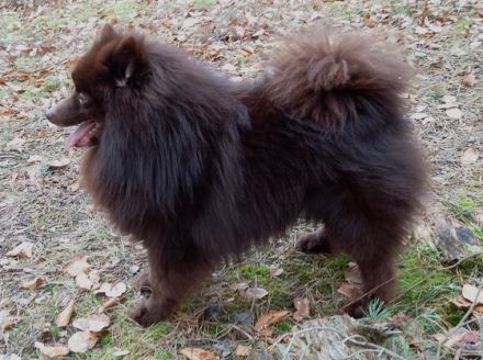 Großspitzdeckrüde Hippo Reinja