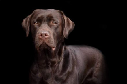 Avalon "Rufname Django"